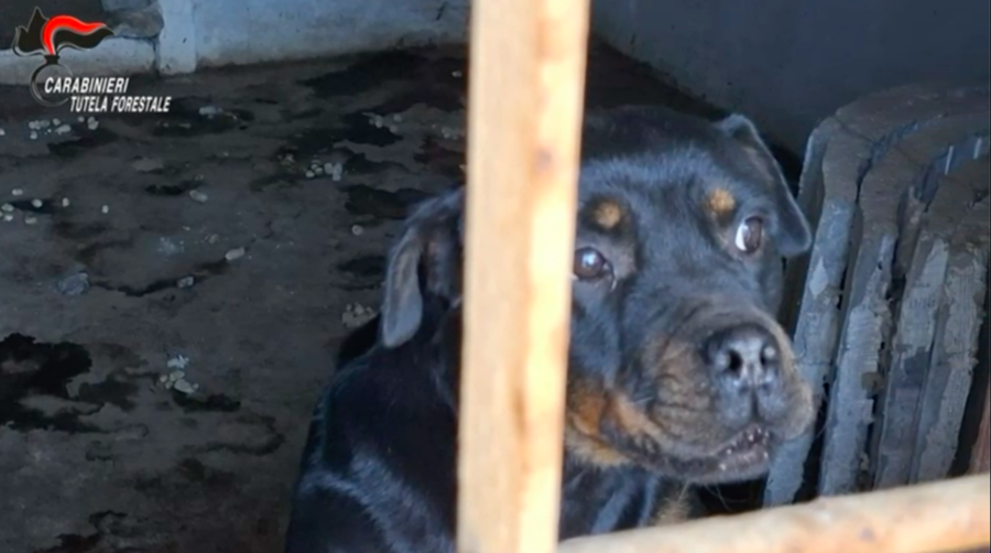 Cani e gatti tenuti nella sporcizia e al buio, denunciata la proprietaria