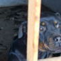 Cani e gatti tenuti nella sporcizia e al buio, denunciata la proprietaria