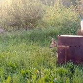Torna in libertà il capriolo recuperato in un giardino a Pino Torinese