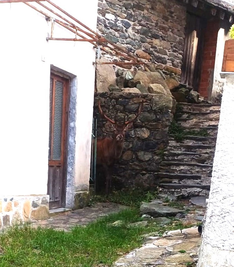 Un cervo maschio adulto ospite inatteso in una frazione di Ala di Stura