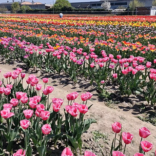 Maltempo e aumento dei costi delle materie prime minacciano vivai e floricoltori