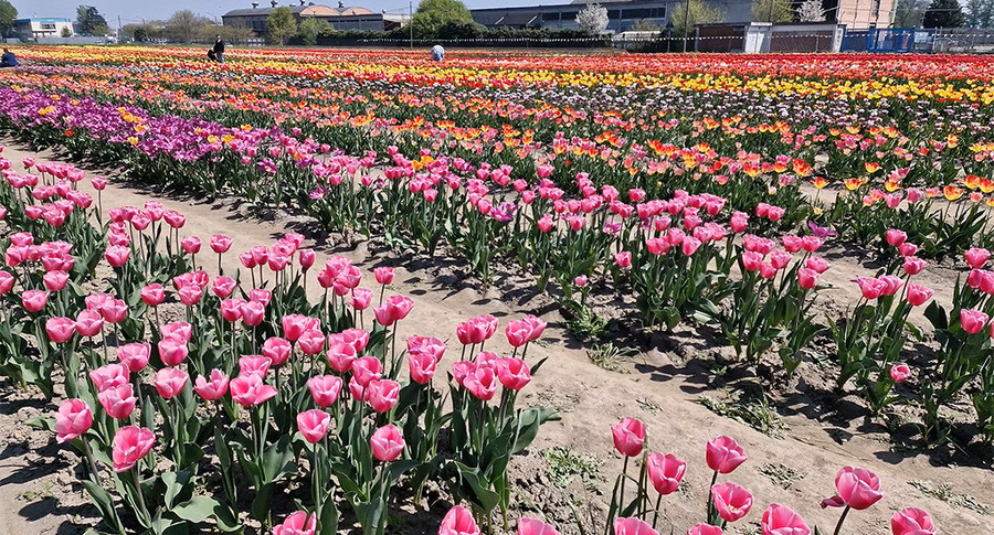 Maltempo e aumento dei costi delle materie prime minacciano vivai e floricoltori