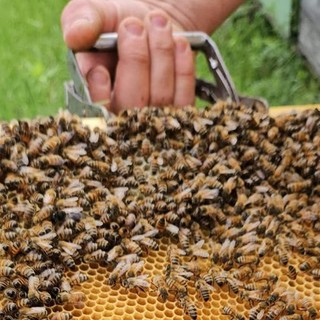 Giornata mondiale delle api ma c'è l'invasione di miele dall’estero (spesso di bassa qualità)