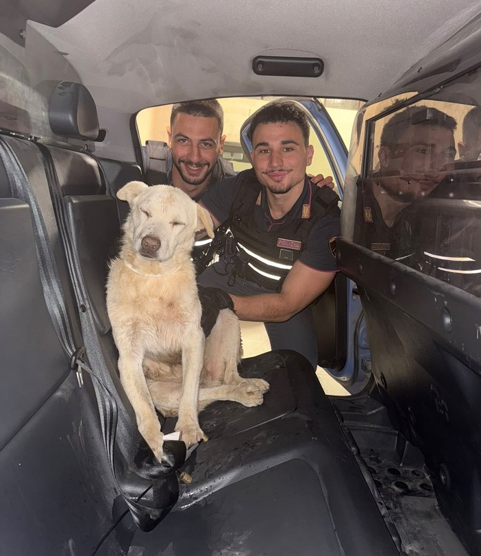 Bardonecchia, agenti di polizia salvano cane pastore
