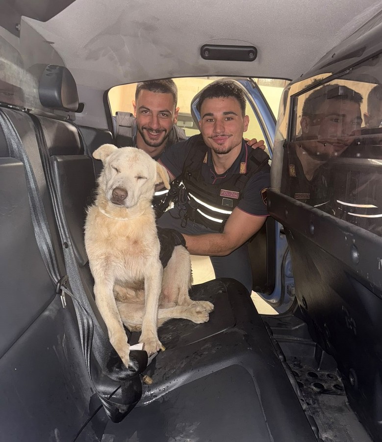 Bardonecchia, agenti di polizia salvano cane pastore Bardonecchia, agenti di polizia salvano cane pastore