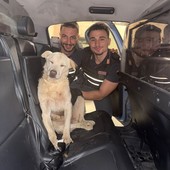 Bardonecchia, agenti di polizia salvano cane pastore