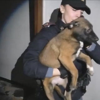 Torino, cuccioli di Malinois maltrattati in uno stabile abbandonato: la Polizia salva mamma e sei piccoli