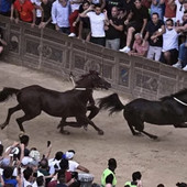 Palio di Siena: e se la smettessimo con certe tradizioni?