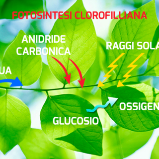 Vietano le auto termiche senza spiegarci bene perché  la CO2 è un pericoloso inquinante