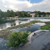 Il Po diventa una prateria per la poca acqua [video]