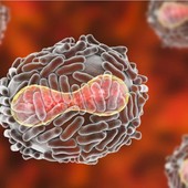 Vaiolo delle scimmie, iniziate anche in Piemonte le vaccinazioni per i soggetti a rischio