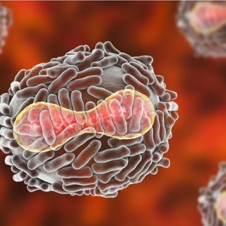 Vaiolo delle scimmie, iniziate anche in Piemonte le vaccinazioni per i soggetti a rischio
