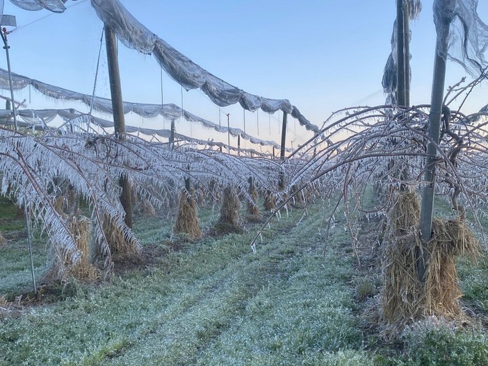 Gelate e grandine a primavera, l'allarme dei frutticoltori per un comparto sempre più a rischio