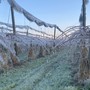 Gelate e grandine a primavera, l'allarme dei frutticoltori per un comparto sempre più a rischio
