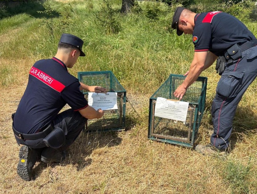 A caccia nonostante il periodo di divieto, i Carabinieri forestali sequestrano armi e gabbie