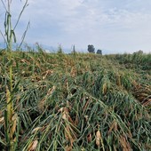 Temporale di Caselle, distrutti anche i raccolti