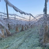 Gelate e grandine a primavera, l'allarme dei frutticoltori per un comparto sempre più a rischio