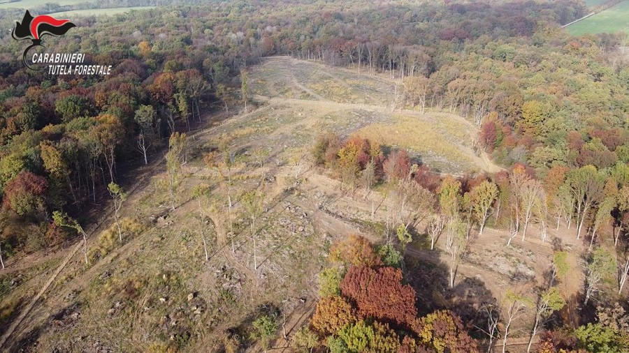 Taglio illecito e furto di legname, spariti sette ettari di quercia rossa in un'area protetta alle porte di Torino