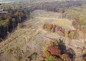 Taglio illecito e furto di legname, spariti sette ettari di quercia rossa in un'area protetta alle porte di Torino