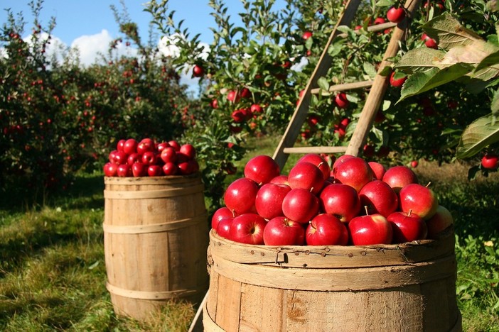 Coldiretti: i dazi di Trump preoccupano anche gli agricoltori torinesi