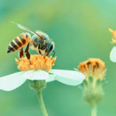Caldo anomalo, in pericolo la produzione di frutta piemontese e le api rischiano di morire risvegliate dalle temperature primaverili