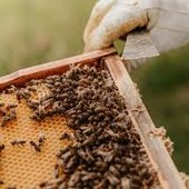 Gli eventi climatici estremi fanno male alle api: addio a 1 vaso di miele su 4