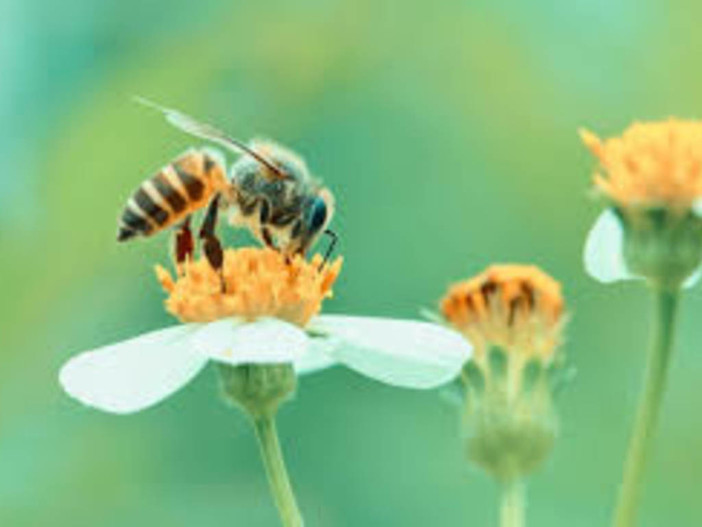 Caldo anomalo, in pericolo la produzione di frutta piemontese e le api rischiano di morire risvegliate dalle temperature primaverili