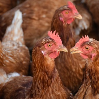 No all'allevamento intensivo di galline alle porte di Arborio