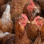 No all'allevamento intensivo di galline alle porte di Arborio