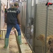 Scoperto a Chivasso allevamento abusivo con 100 cani tenuti in condizioni critiche, tre indagati