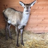 A Bardonecchia torna il libertà il cervo ferito mentre saltava un a recinzione