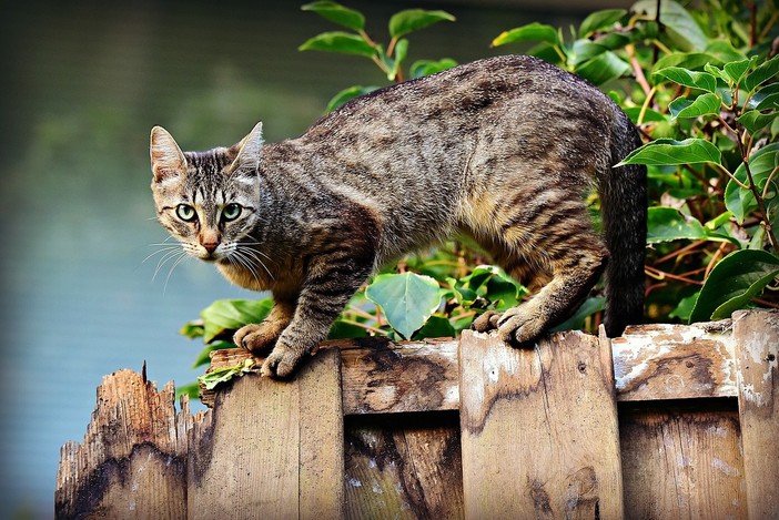 Benessere degli animali da compagnia, finanziati progetti in 25 comuni del Piemonte Benessere degli animali da compagnia, finanziati progetti in 25 comuni del Piemonte