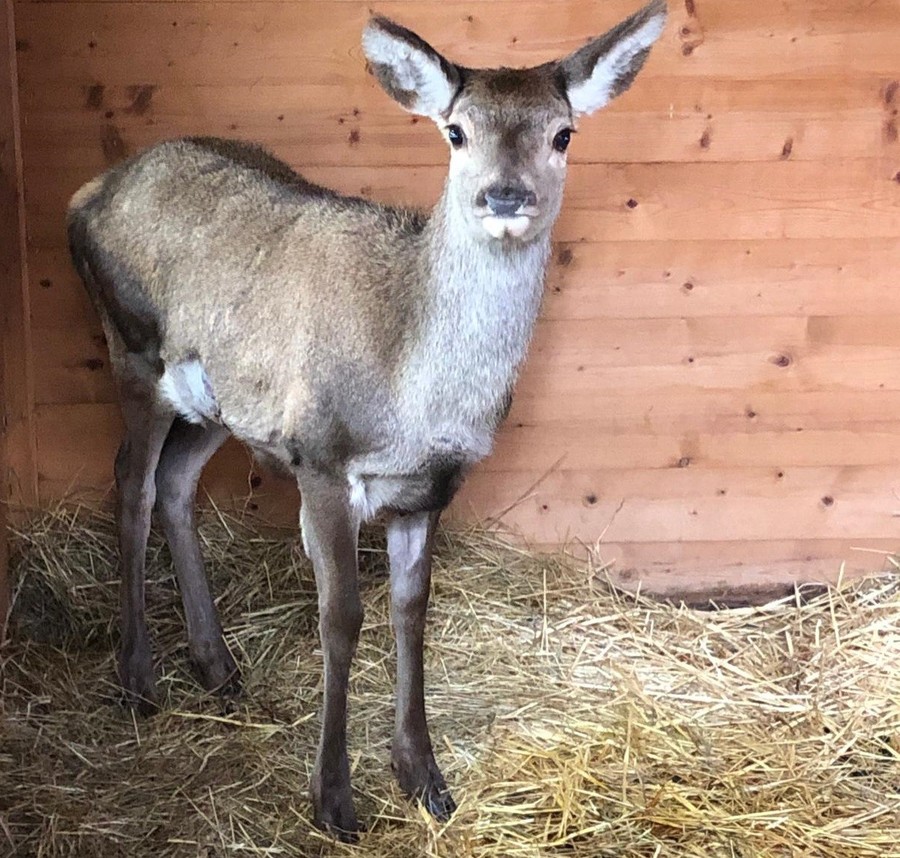A Bardonecchia torna il libertà il cervo ferito mentre saltava un a recinzione