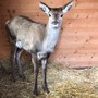 A Bardonecchia torna il libertà il cervo ferito mentre saltava un a recinzione
