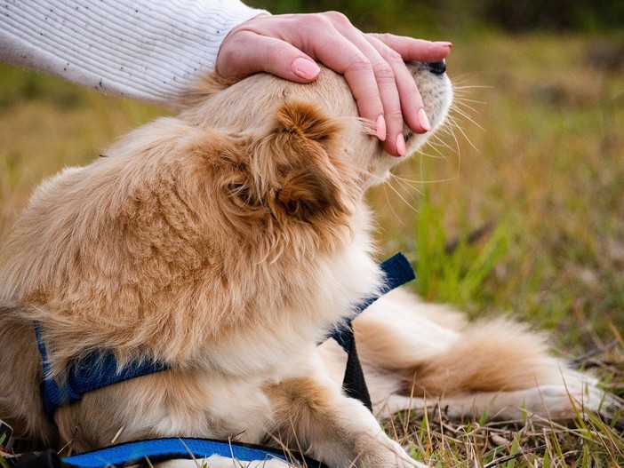Animali da compagnia, nuove funzionalità sul portale