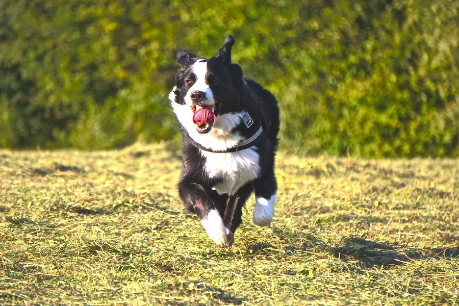 Ancora bocconi avvelenati in un'area cani. La Polizia municipale chiude i cancelli
