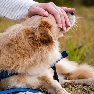 Cure medico-veterinarie gratuite, firmato un Protocollo per l'ambulatorio veterinario sociale