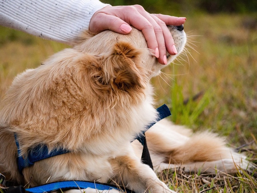 Animali da compagnia, nuove funzionalità sul portale