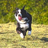 Ancora bocconi avvelenati in un'area cani. La Polizia municipale chiude i cancelli