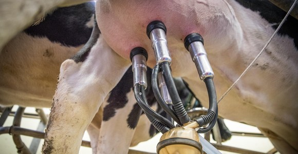 Latte, speculazioni e importazioni dall'estero minacciano gli allevamenti familiari Latte, speculazioni e importazioni dall'estero minacciano gli allevamenti familiari