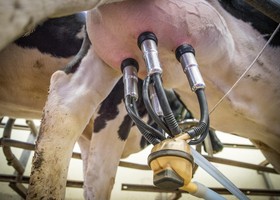 Latte, speculazioni e importazioni dall'estero minacciano gli allevamenti familiari