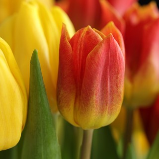 Piante e fiori, l'import dall'estero senza regole minaccia il prodotto nazionale