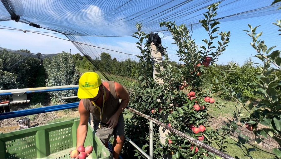 Al via la raccolta delle mele, in Piemonte +20 % con 225 mila tonnellate