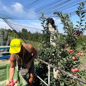 Al via la raccolta delle mele, in Piemonte +20 % con 225 mila tonnellate