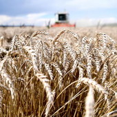 Grazie al progetto di filiera Gran Piemonte, seminati a grano 6500 ettari di terreno. Si punta a prodotti doc, di qualità superiore