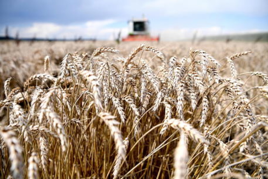 Grazie al progetto di filiera Gran Piemonte, seminati a grano 6500 ettari di terreno. Si punta a prodotti doc, di qualità superiore