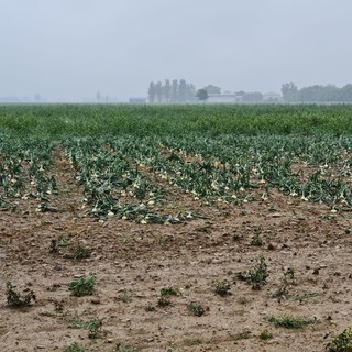 Grandinata nell'alessandrino, Cia Agricoltori: “Necessari strumenti per tutelare il reddito agricolo”