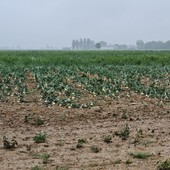 Grandinata nell'alessandrino, Cia Agricoltori: “Necessari strumenti per tutelare il reddito agricolo”