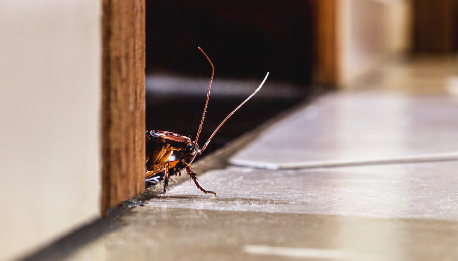 Scarafaggi in carcere a Torino, interviene anche l'assessore