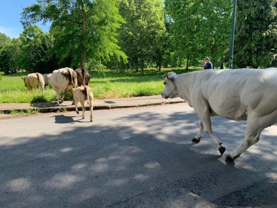 Torino, mucche ribelli in fuga per strada: riportate all'ordine dai “civich”  